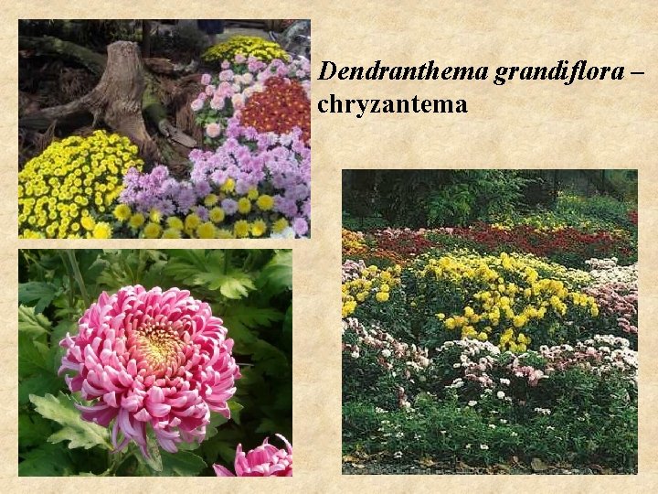 Dendranthema grandiflora – chryzantema 