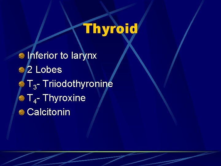 Thyroid Inferior to larynx 2 Lobes T 3 - Triiodothyronine T 4 - Thyroxine