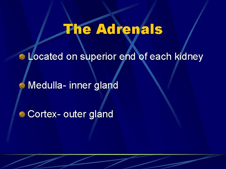 The Adrenals Located on superior end of each kidney Medulla- inner gland Cortex- outer