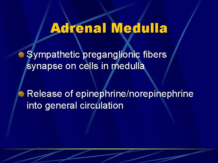 Adrenal Medulla Sympathetic preganglionic fibers synapse on cells in medulla Release of epinephrine/norepinephrine into