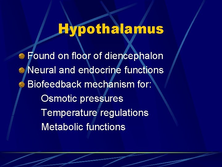 Hypothalamus Found on floor of diencephalon Neural and endocrine functions Biofeedback mechanism for: Osmotic