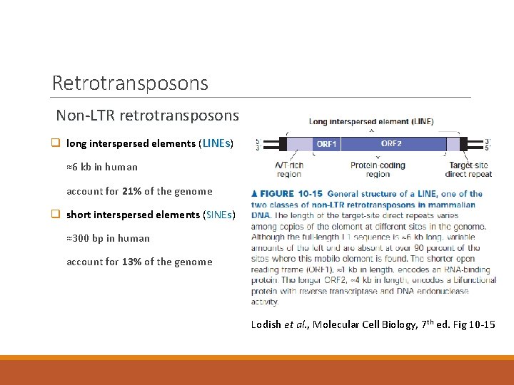 Retrotransposons Non-LTR retrotransposons q long interspersed elements (LINEs) ≈6 kb in human account for
