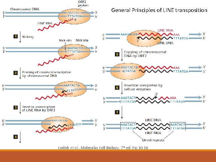 General Principles of LINE transposition Lodish et al. , Molecular Cell Biology, 7 th