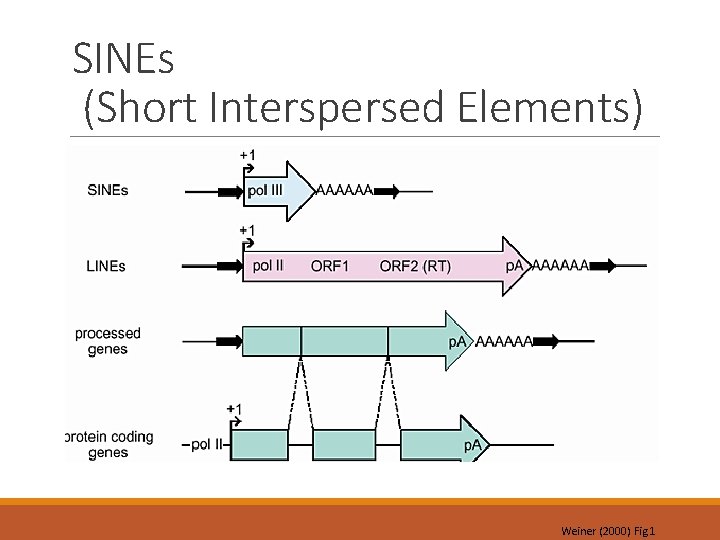 SINEs (Short Interspersed Elements) Weiner (2000) Fig 1 