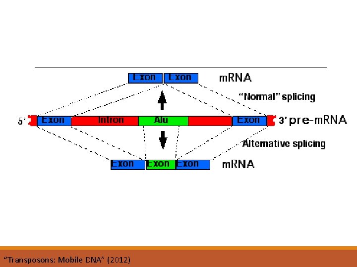 “Transposons: Mobile DNA” (2012) 