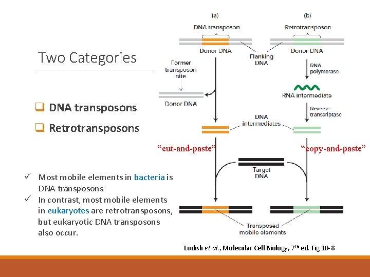 Two Categories q DNA transposons q Retrotransposons “cut-and-paste” “copy-and-paste” ü Most mobile elements in