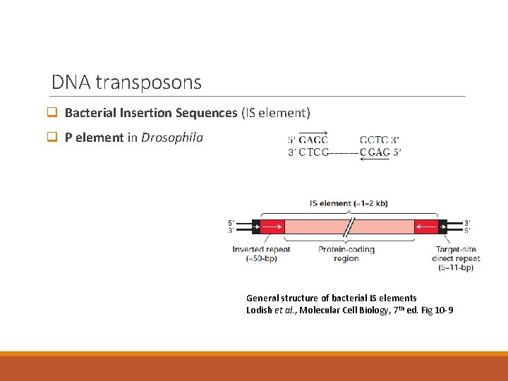 DNA transposons q Bacterial Insertion Sequences (IS element) q P element in Drosophila General