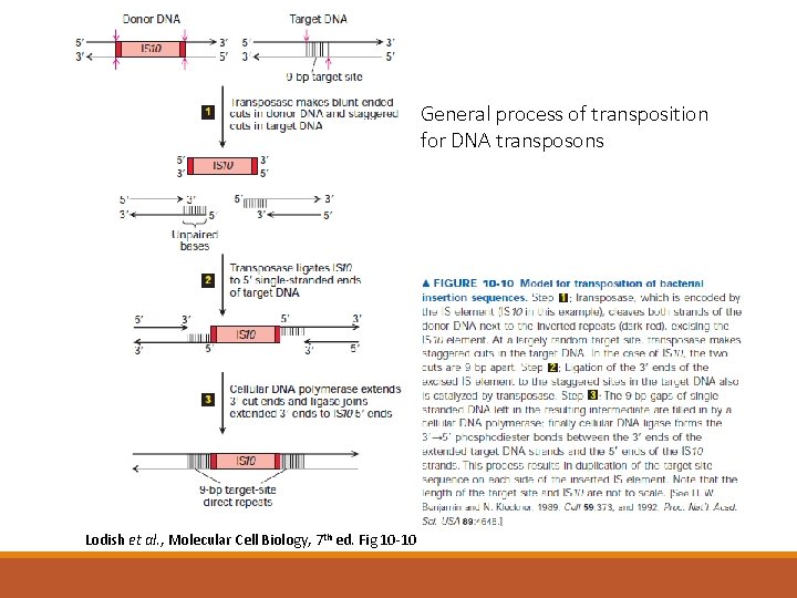 General process of transposition for DNA transposons Lodish et al. , Molecular Cell Biology,