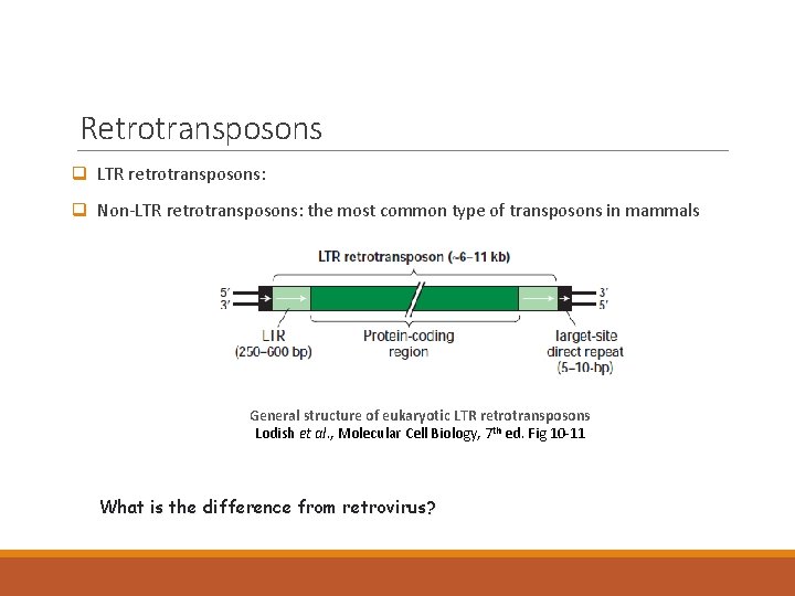 Retrotransposons q LTR retrotransposons: q Non-LTR retrotransposons: the most common type of transposons in