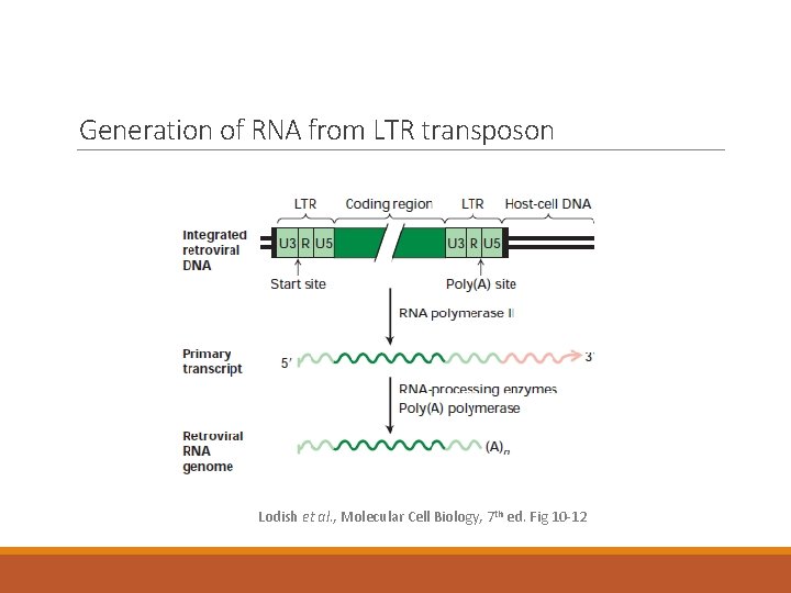 Generation of RNA from LTR transposon Lodish et al. , Molecular Cell Biology, 7