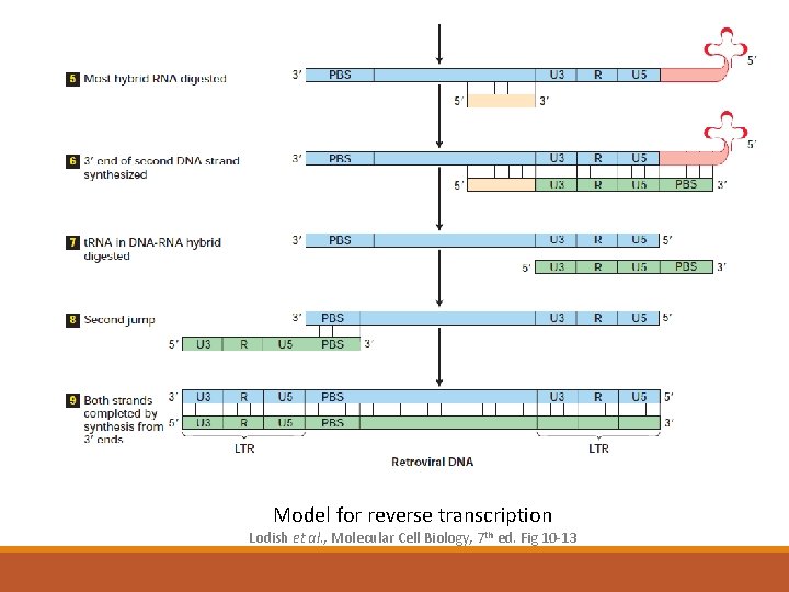 Model for reverse transcription Lodish et al. , Molecular Cell Biology, 7 th ed.