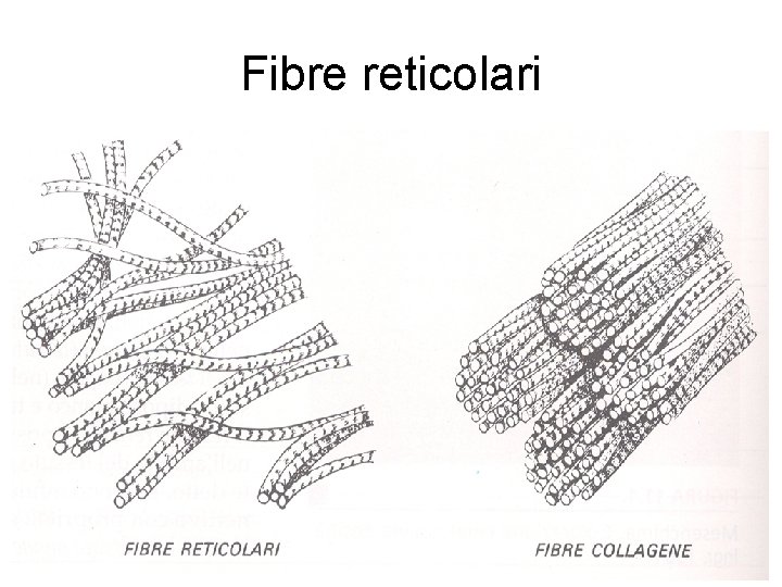 Fibre reticolari 