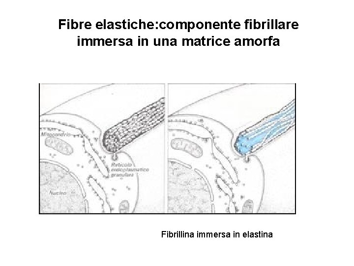 Fibre elastiche: componente fibrillare immersa in una matrice amorfa Fibrillina immersa in elastina 