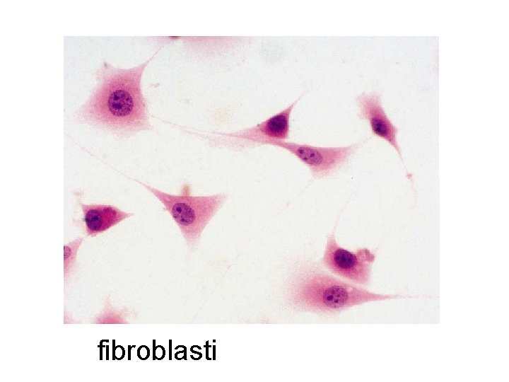 fibroblasti 