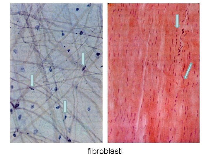 fibroblasti 