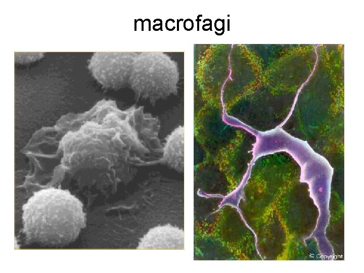 macrofagi 