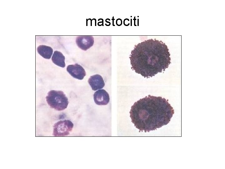 mastociti 
