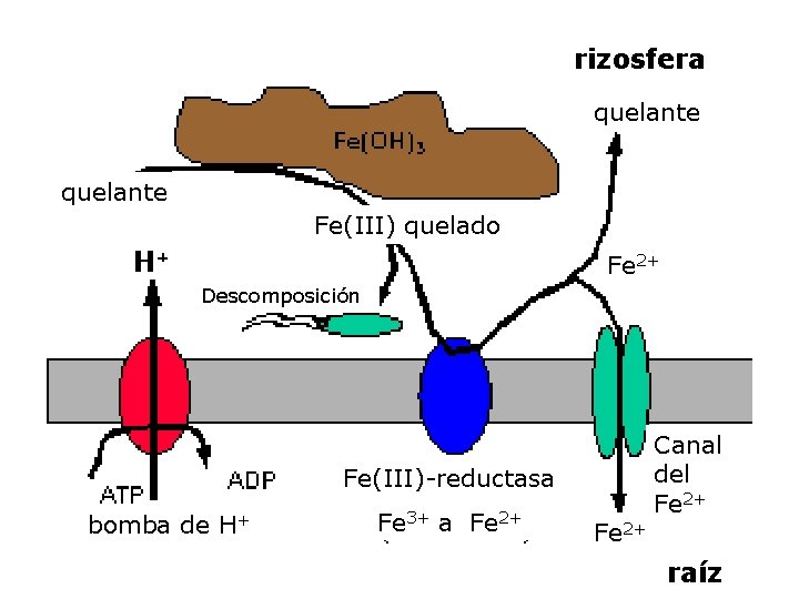 rizosfera quelante Fe(III) quelado Fe 2+ Descomposición Fe(III)-reductasa bomba de H+ Fe 3+ a