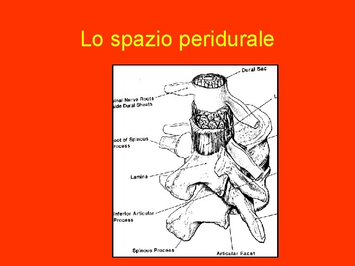 Lo spazio peridurale 