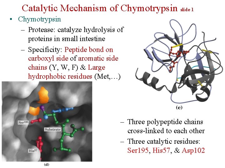 Catalytic Mechanism of Chymotrypsin slide 1 • Chymotrypsin – Protease: catalyze hydrolysis of proteins