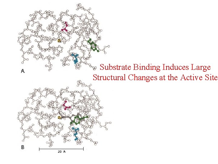 Substrate Binding Induces Large Structural Changes at the Active Site 