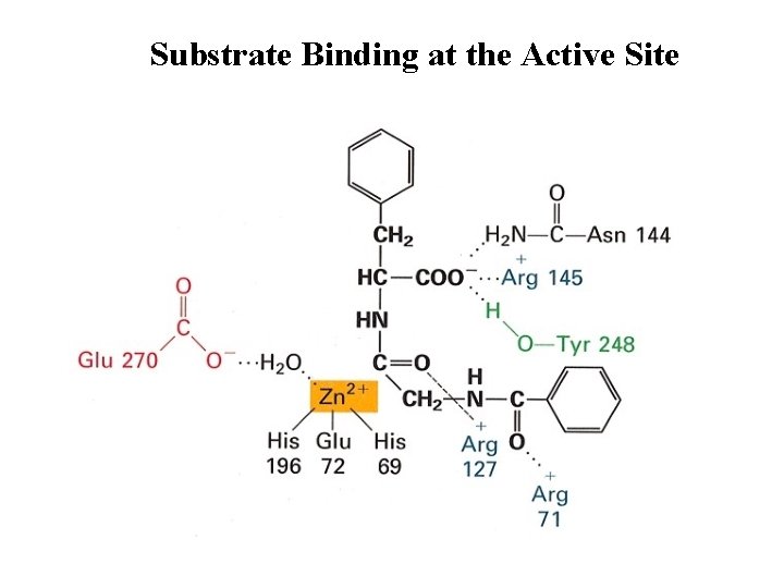 Substrate Binding at the Active Site 