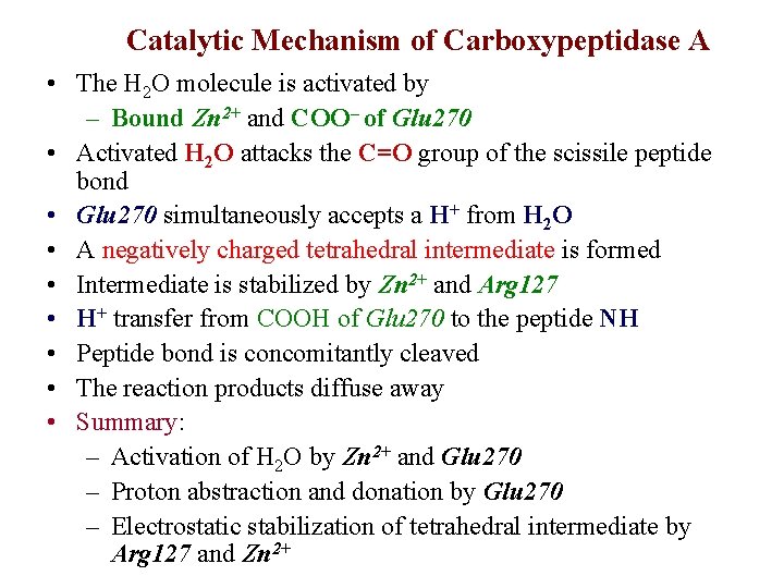 Catalytic Mechanism of Carboxypeptidase A • The H 2 O molecule is activated by