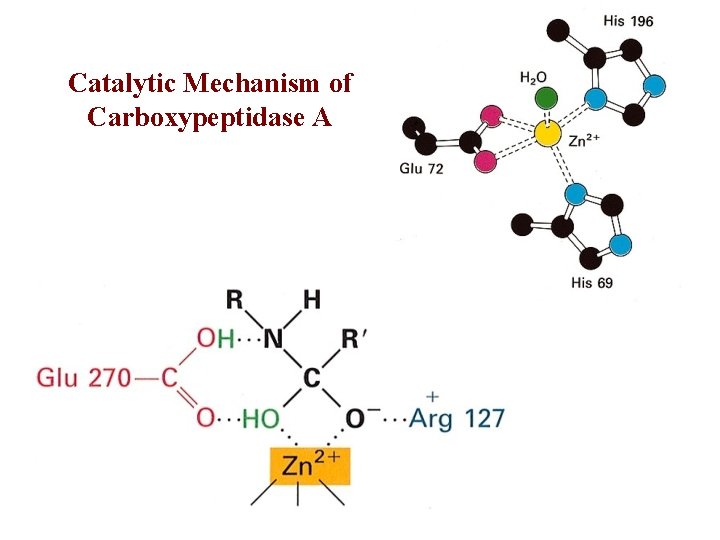 Catalytic Mechanism of Chymotrypsin slide 1 Chymotrypsin Protease