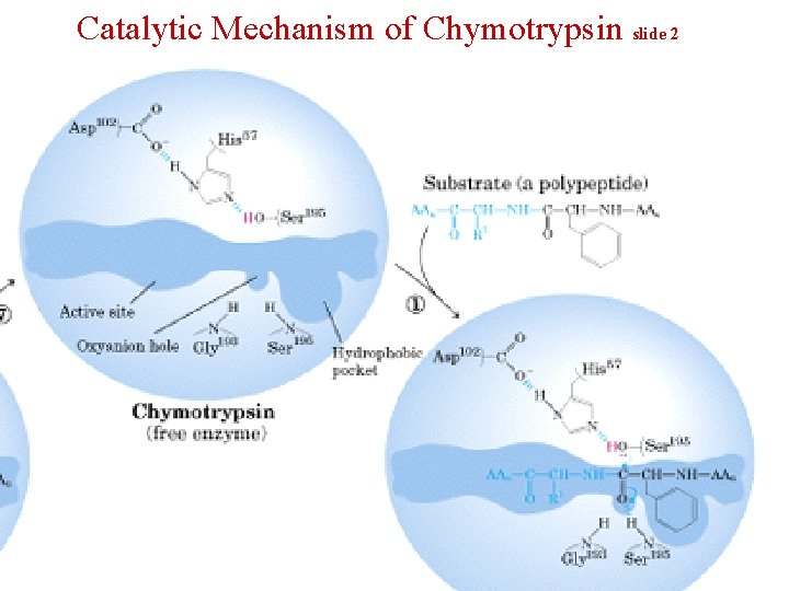 Catalytic Mechanism of Chymotrypsin slide 2 