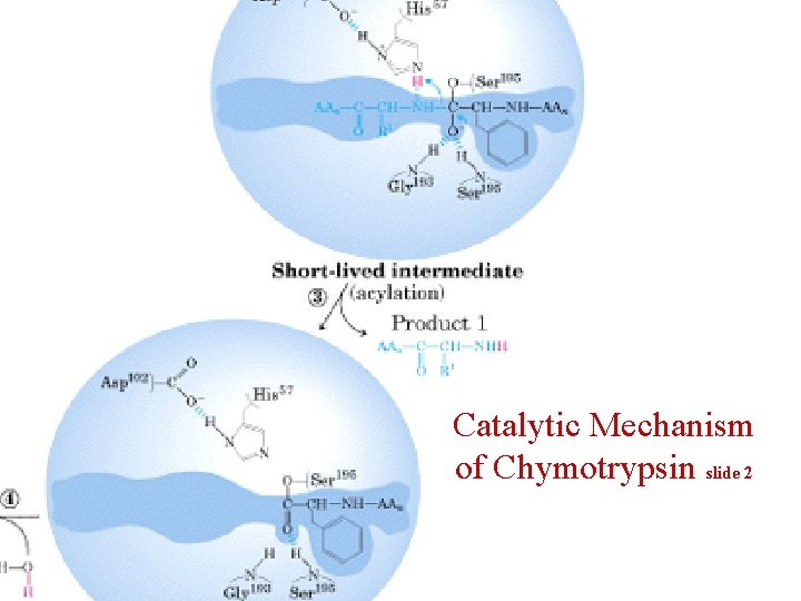 Catalytic Mechanism of Chymotrypsin slide 2 