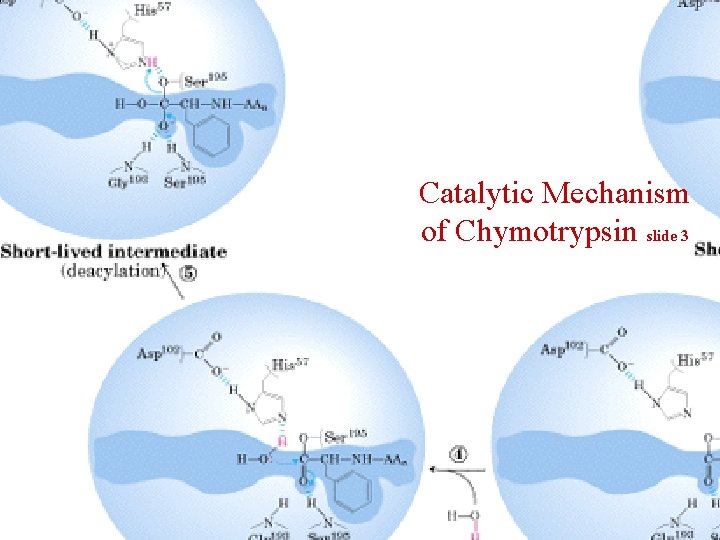 Catalytic Mechanism of Chymotrypsin slide 3 