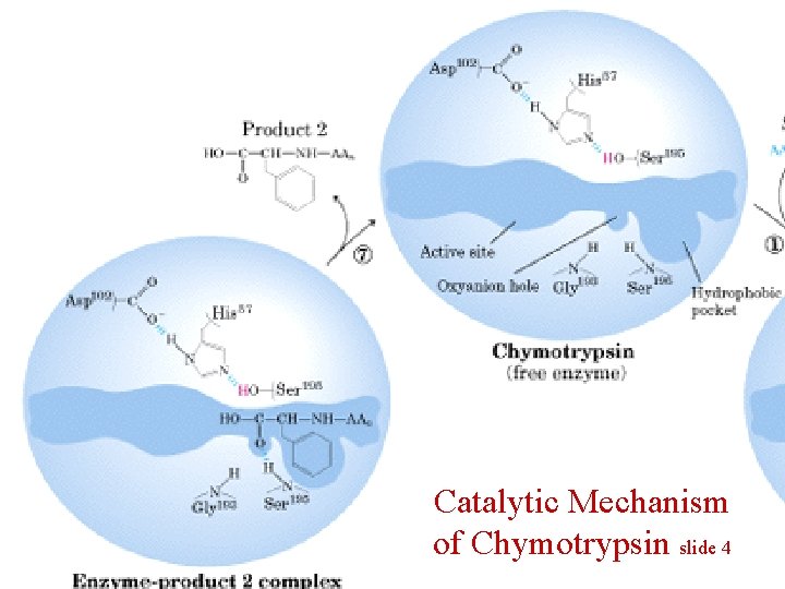 Catalytic Mechanism of Chymotrypsin slide 4 