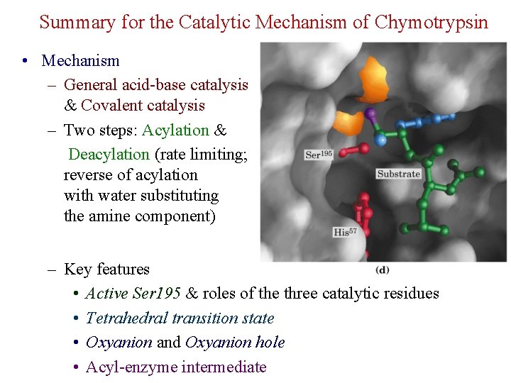 Summary for the Catalytic Mechanism of Chymotrypsin • Mechanism – General acid-base catalysis &