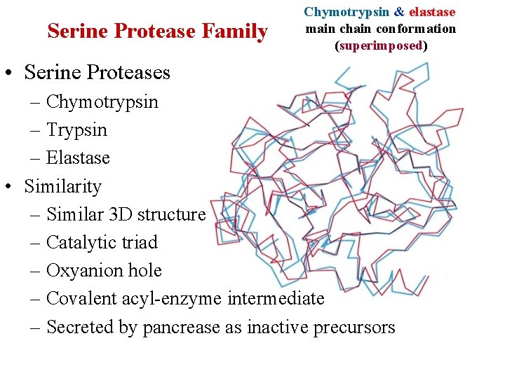 Serine Protease Family Chymotrypsin & elastase main chain conformation (superimposed) • Serine Proteases –