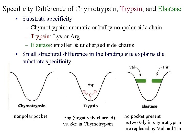 Specificity Difference of Chymotrypsin, Trypsin, and Elastase • Substrate specificity – Chymotrypsin: aromatic or