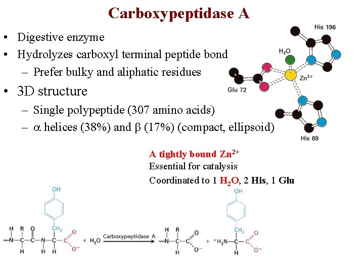 Carboxypeptidase A • Digestive enzyme • Hydrolyzes carboxyl terminal peptide bond – Prefer bulky