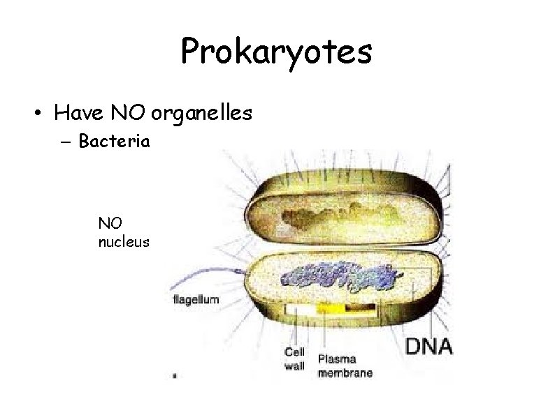 Prokaryotes • Have NO organelles – Bacteria NO nucleus 