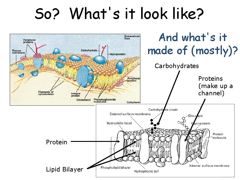 So? What's it look like? And what's it made of (mostly)? Carbohydrates Proteins (make