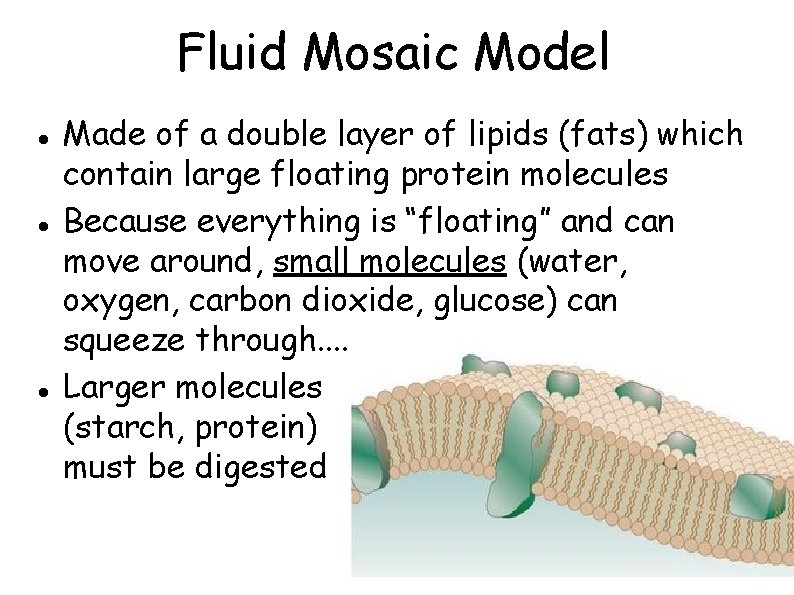 Fluid Mosaic Model Made of a double layer of lipids (fats) which contain large