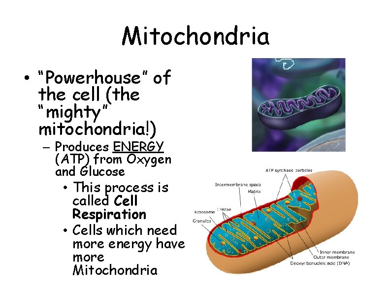 Mitochondria • “Powerhouse” of the cell (the “mighty” mitochondria!) – Produces ENERGY (ATP) from