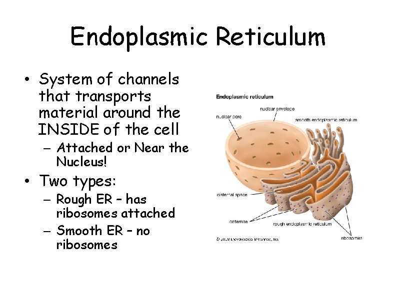 Endoplasmic Reticulum • System of channels that transports material around the INSIDE of the