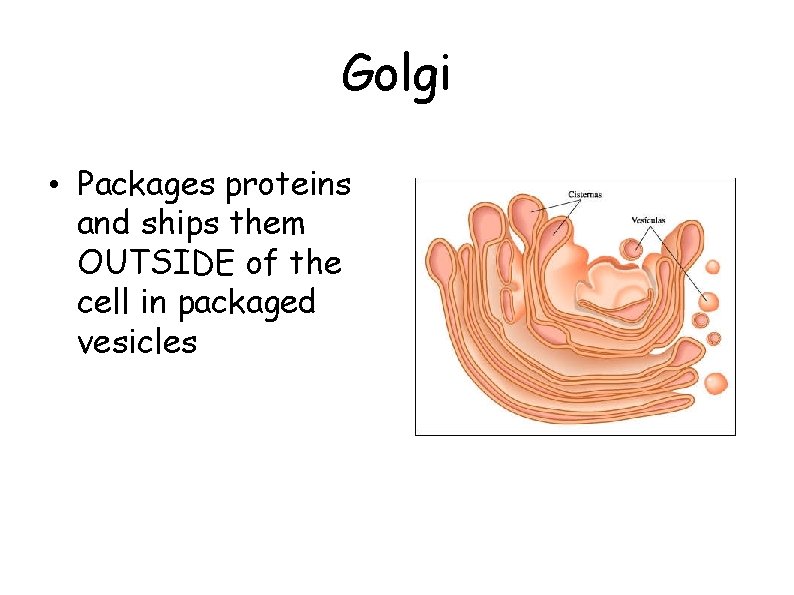 Golgi • Packages proteins and ships them OUTSIDE of the cell in packaged vesicles