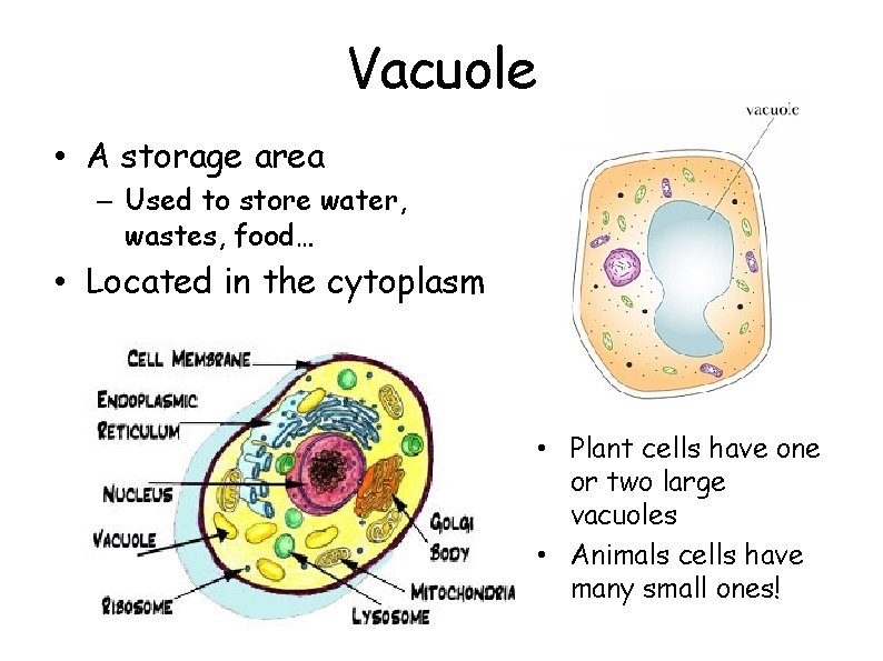 Vacuole • A storage area – Used to store water, wastes, food… • Located