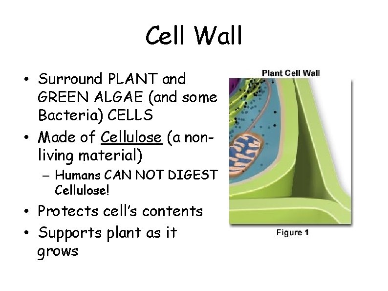 Cell Wall • Surround PLANT and GREEN ALGAE (and some Bacteria) CELLS • Made