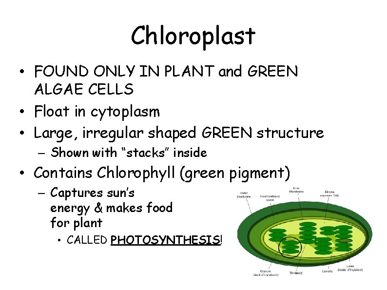 Chloroplast • FOUND ONLY IN PLANT and GREEN ALGAE CELLS • Float in cytoplasm