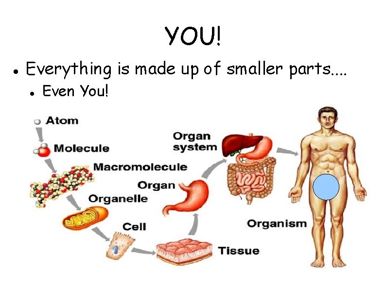 YOU! Everything is made up of smaller parts. . Even You! 