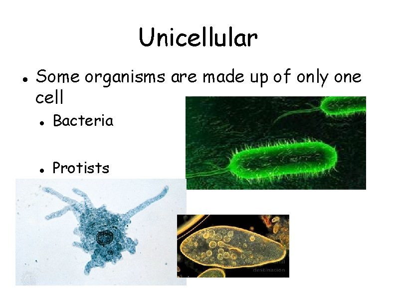Unicellular Some organisms are made up of only one cell Bacteria Protists 