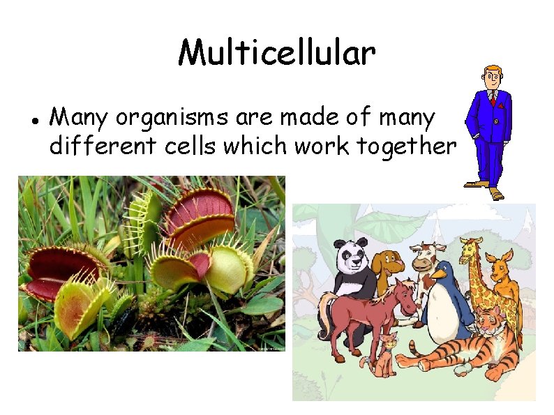 Multicellular Many organisms are made of many different cells which work together 