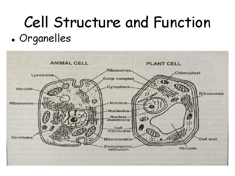 Cell Structure and Function Organelles 