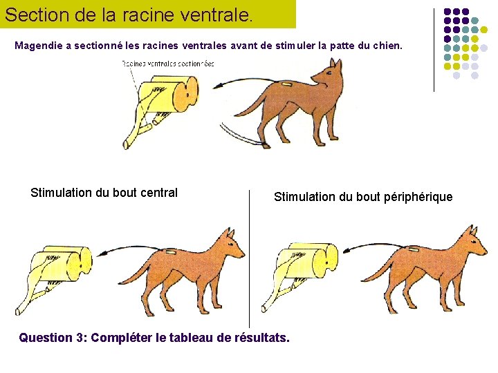 Section de la racine ventrale. Magendie a sectionné les racines ventrales avant de stimuler